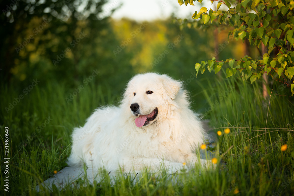 Beautiful maremma sheepdog. Big white fluffy dog breed maremmano abruzzese shepherd lying in the forest in summer