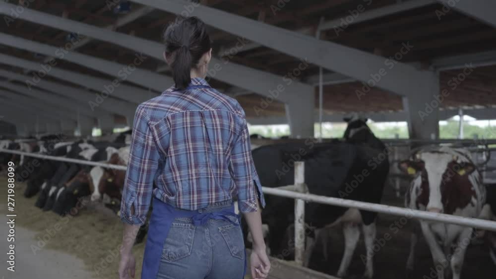 Young girl farmer making a tour of the barn with cows on the farm Young girl farmer making a tour of the barn with cows on the farm