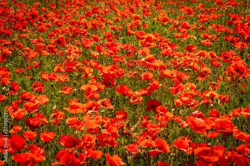 Mohn Poppy