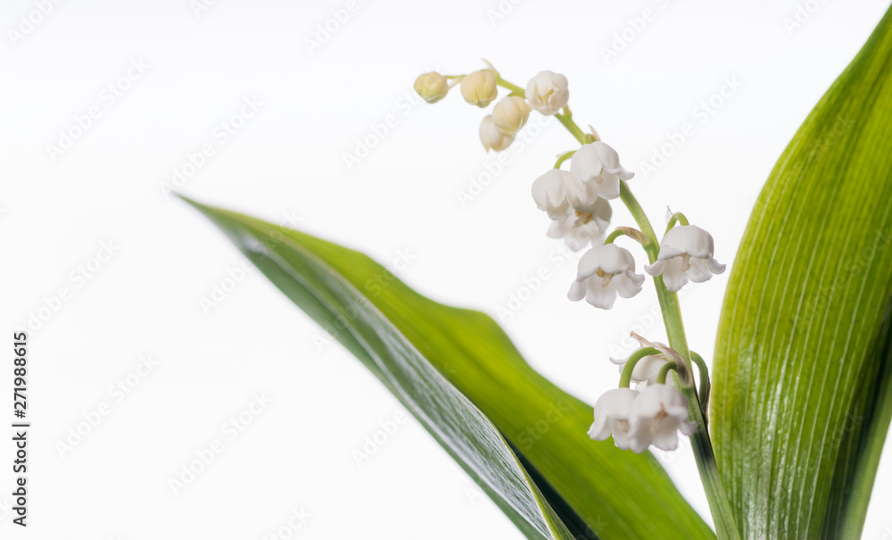 Fototapeta premium Convallaria majalis - Detailed Plants on White