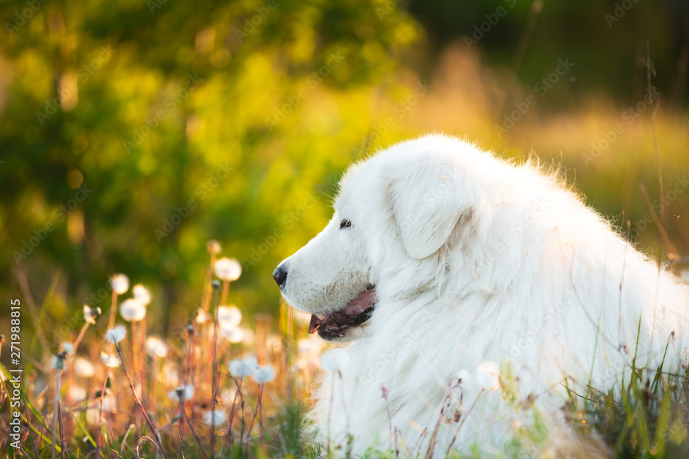Cute maremma sheepdog. Big white fluffy dog breed maremmano abruzzese shepherd lying in the field at sunset Cute maremma sheepdog. Big white fluffy dog breed maremmano abruzzese shepherd lying in the field at sunset