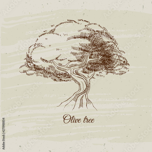 Vintage illustration with hand sketched olive tree