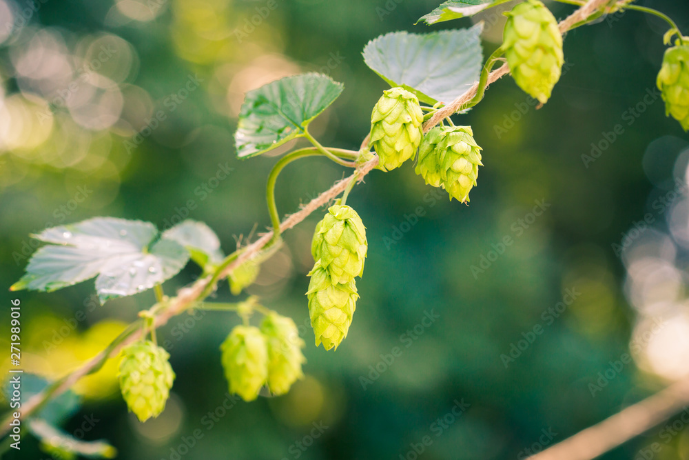 Hops Plant Growing on a Rope Hops Plant Growing on a Rope