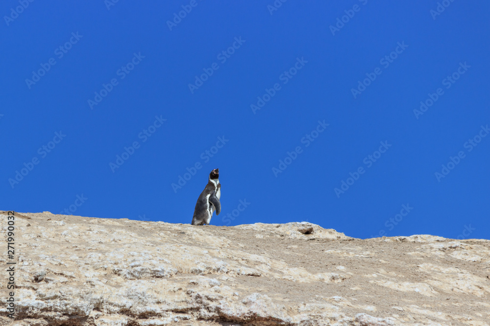 solitary Humboldt Penguin on the islas ballestas, peru
