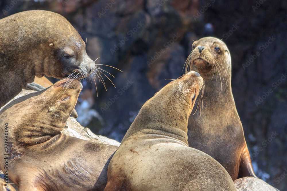 Fototapeta premium sea lions on paracas islands in peru
