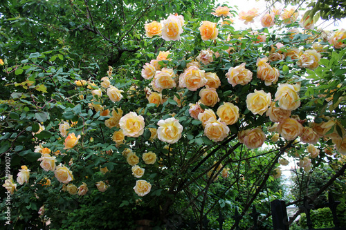 Rosiers Grimpants Jaunes photo