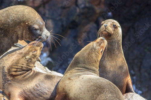 sea lions on paracas islands in peru