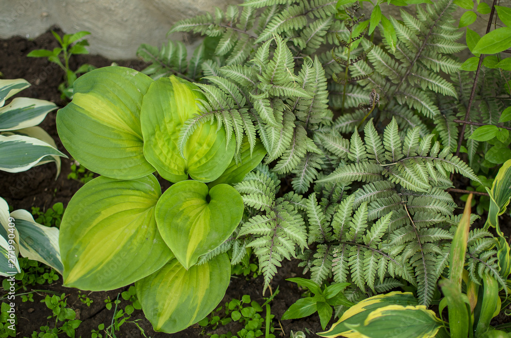 Fototapeta premium wonderful world around us