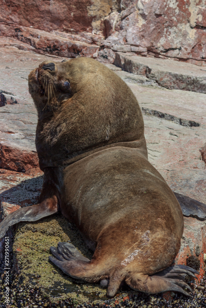 sea lions on paracas islands in peru sea lions on paracas islands in peru