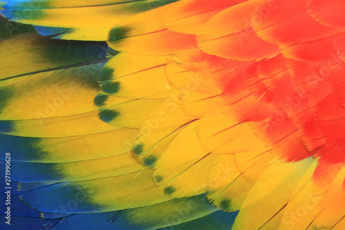 Multicolored macaw feathers are bright and beautiful.