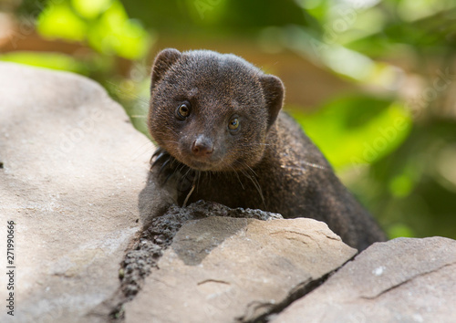 Dwarf mongoose (helogale parvula) in rocks, Baringo county, Lake baringo, Kenya photo