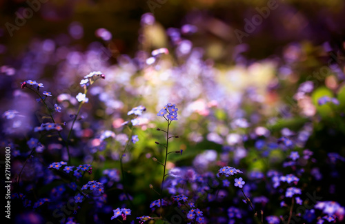 delicate little forget-me-not flowers of various shades of blue and pink got ...