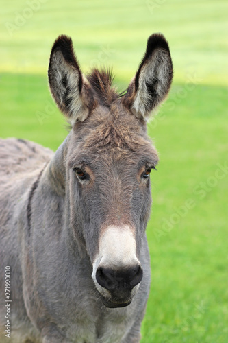 beautiful portrait of a donkey