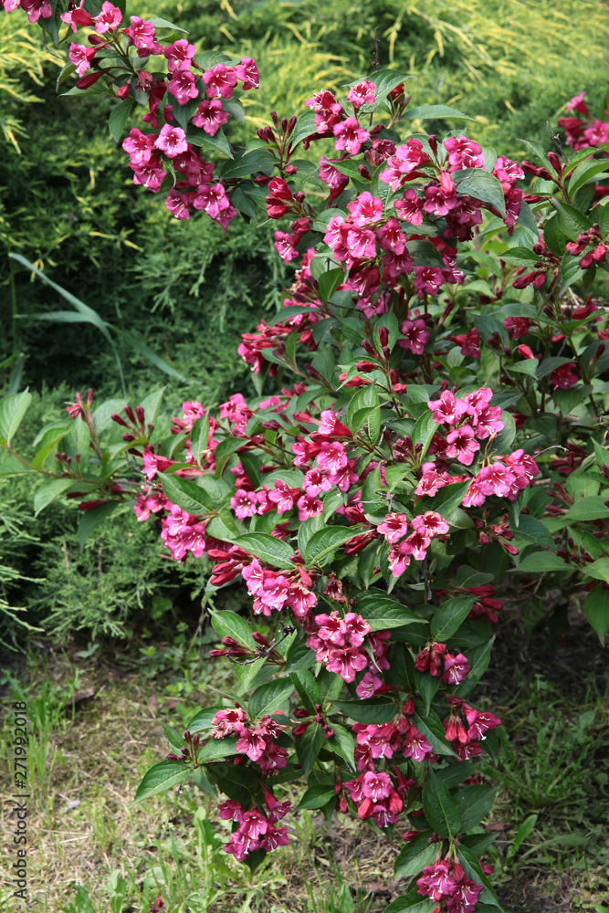 weigela bush with pink and red flowers weigela bush with pink and red flowers