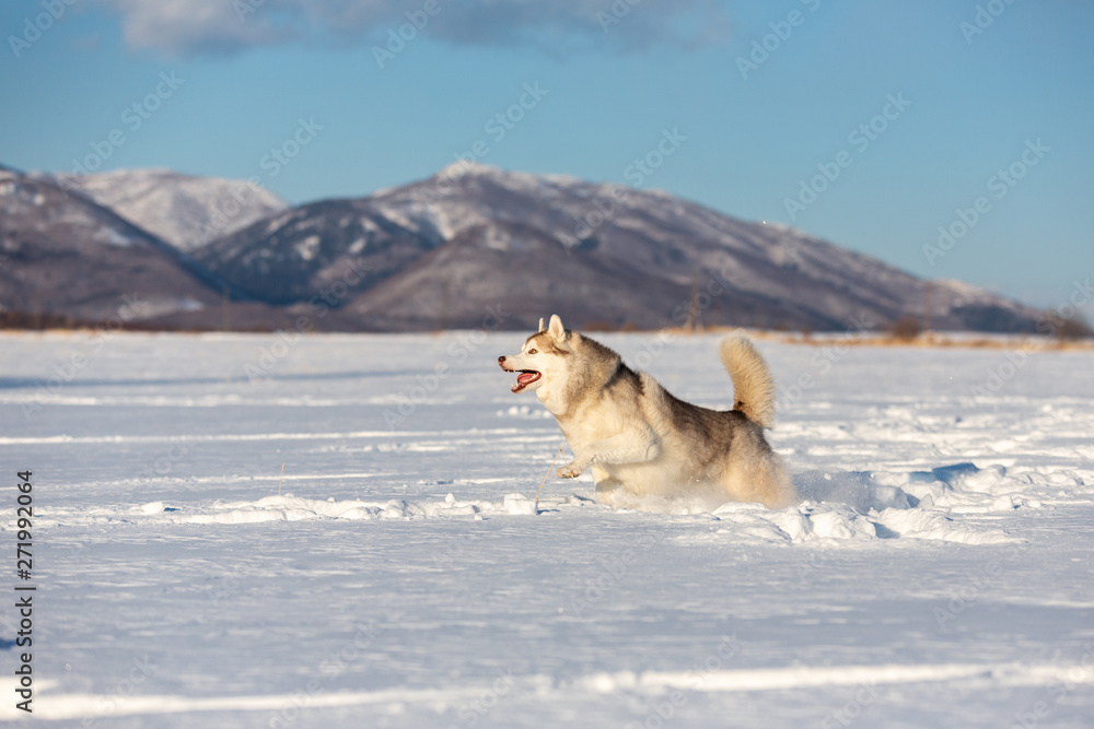 Crazy, happy and cute beige and white dog breed siberian husky with tonque out running on the snow in the winter field. Crazy, happy and cute beige and white dog breed siberian husky with tonque out running on the snow in the winter field.