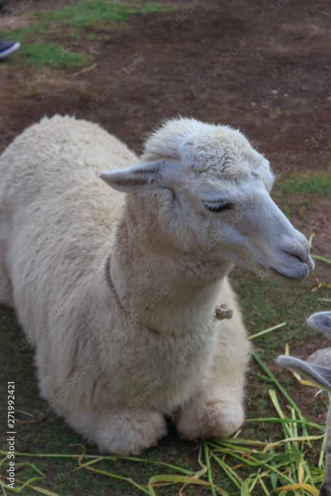 cute lama posing for tourists in cusco, peru cute lama posing for tourists in cusco, peru