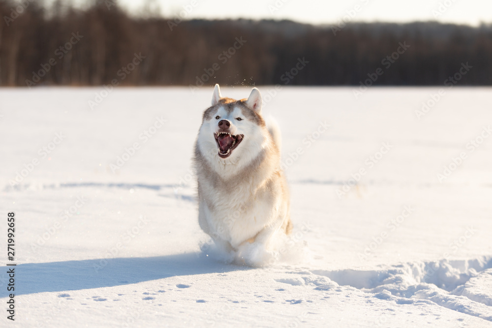 Crazy, happy and funny dog breed siberian husky with tonque out jumping and running on the snow in the winter field. Crazy, happy and funny dog breed siberian husky with tonque out jumping and running on the snow in the winter field.