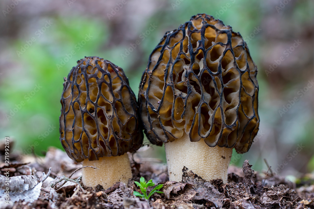 The morchella conica is a species of edible fungus, which grows in the forest The morchella conica is a species of edible fungus, which grows in the forest