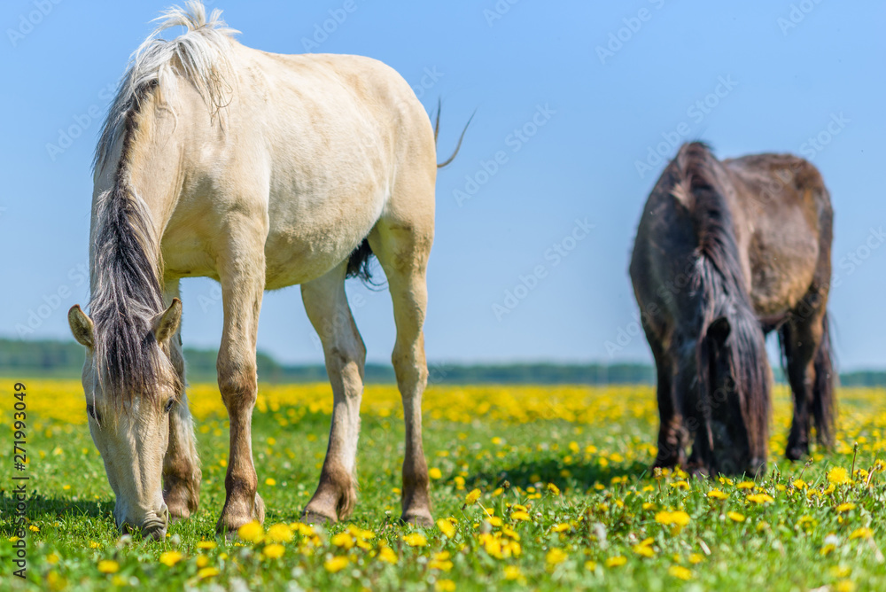 A pair of horses grazing in the meadow. A pair of horses grazing in the meadow.