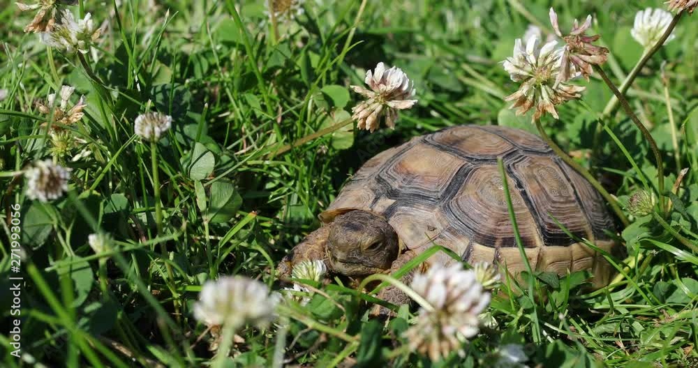 marginated tortoise (Testudo marginata) eats clover marginated tortoise (Testudo marginata) eats clover