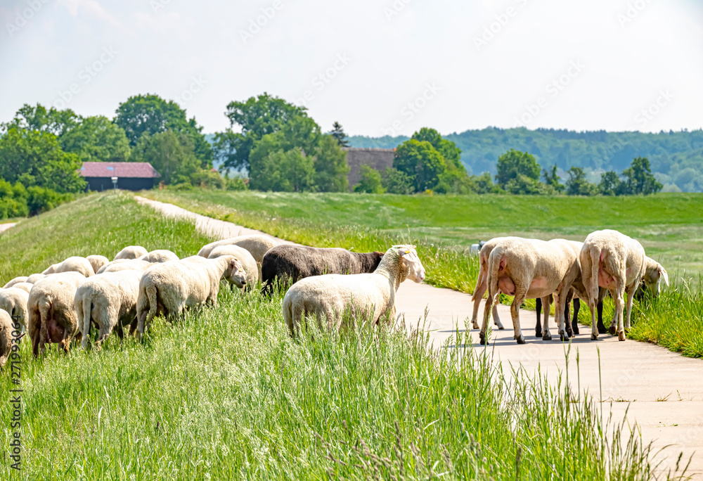 A flock of sheep grazing on a dike on the river Elbe. The animals are used to maintain the dike planting in an ecological way.