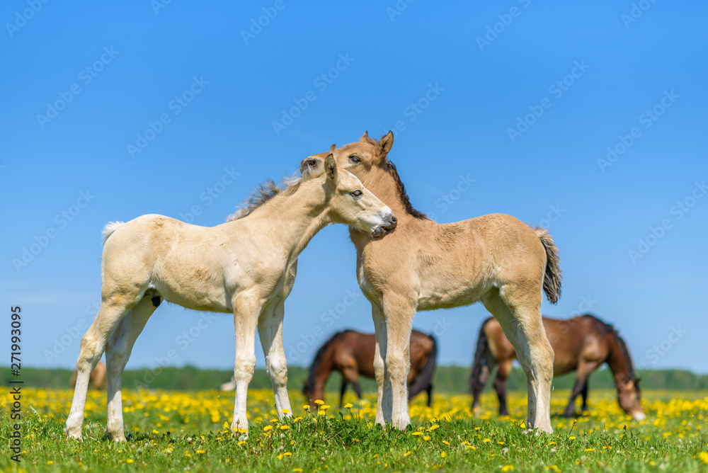 A pair of horses grazing in the meadow. A pair of horses grazing in the meadow.