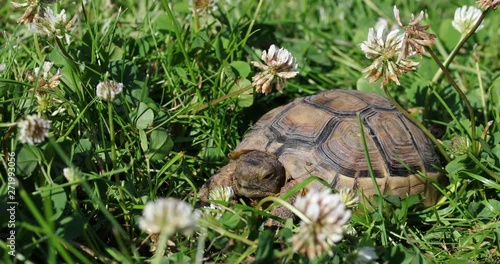 marginated tortoise (Testudo marginata) eats clover photo