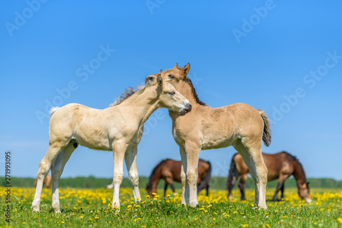 A pair of horses grazing in the meadow.