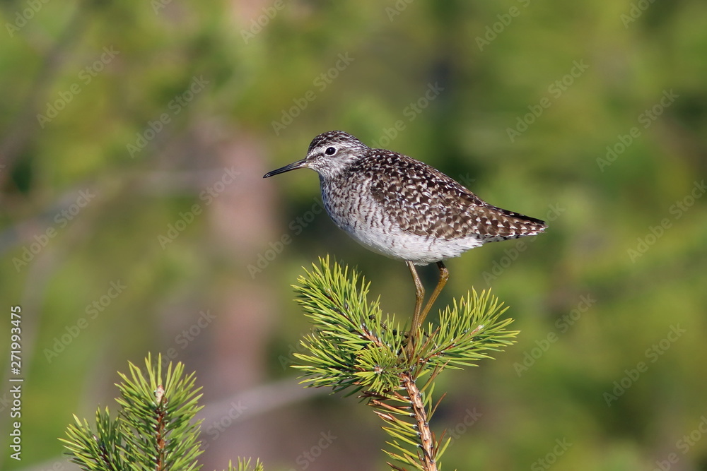 Tringa glareola. Wood sandpiper on a tree in the morning light on the Yamal Peninsula Tringa glareola. Wood sandpiper on a tree in the morning light on the Yamal Peninsula