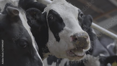 Wallpaper Mural Young black and white cows eating on a farm close-up. Agriculture industry, farming and animal husbandry concept. A herd of cows standing in a stable on dairy farm Torontodigital.ca