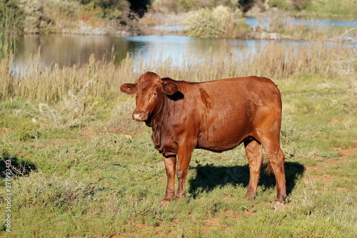 A free-range steer on natural pasture of a rural farm, South Africa.