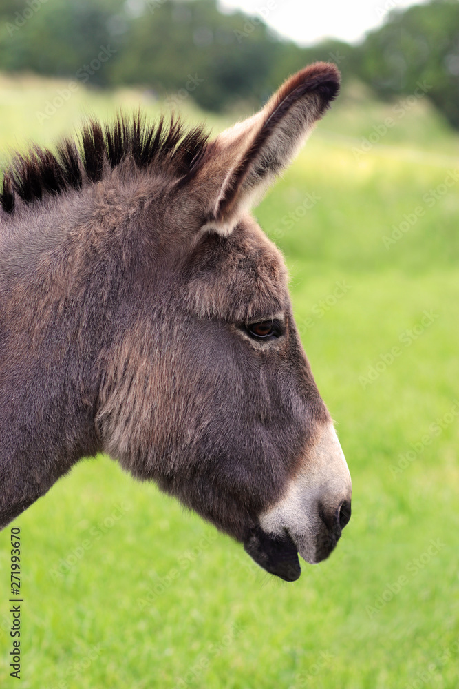 Obraz premium head of a donkey, side view