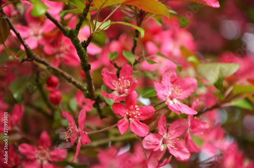 pink flowers in the garden  flowering tenderness delicate flower wild apple tree