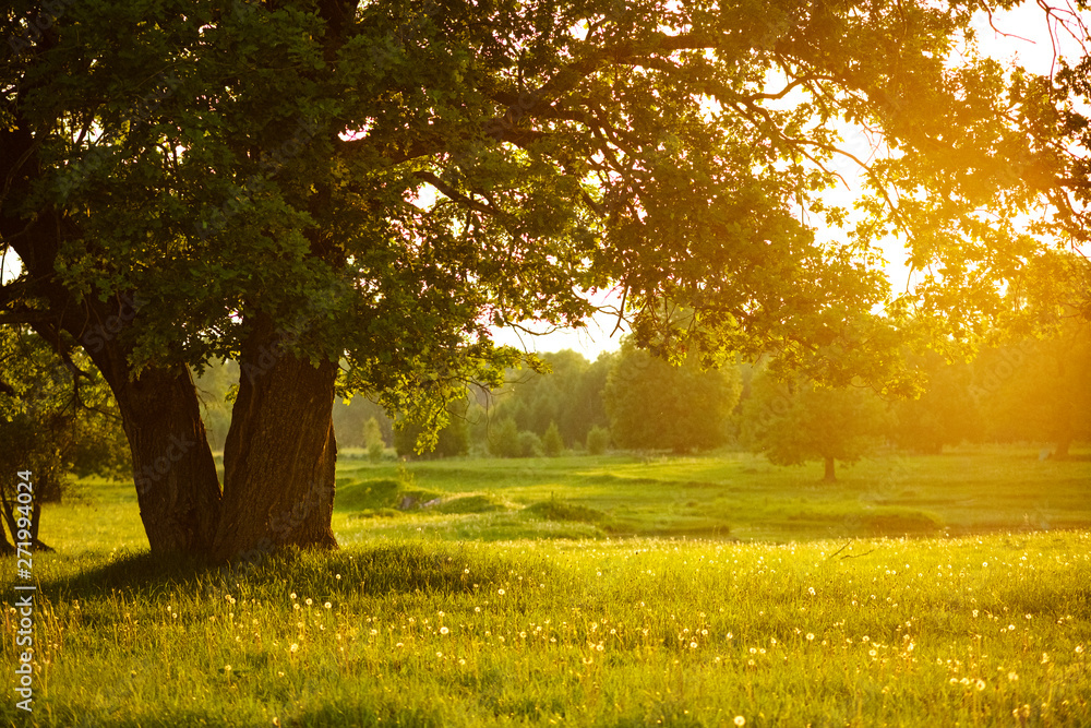 Mighty oak tree. Sunset in the evening. The concept of wisdom and longevity. Mighty oak tree. Sunset in the evening. The concept of wisdom and longevity.