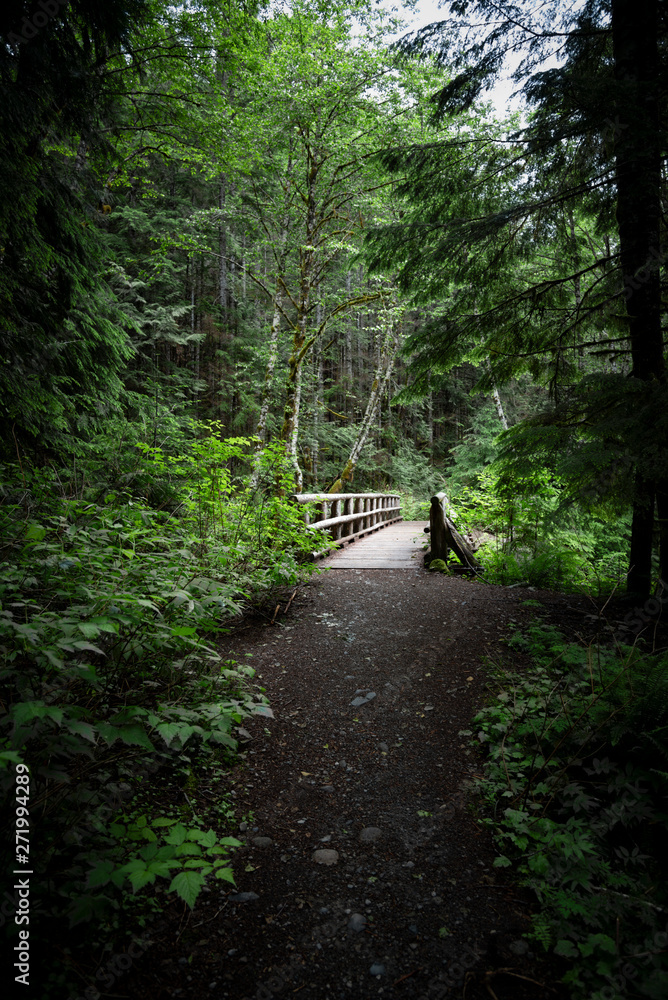 Fototapeta premium Sunlit footbridge in green forest