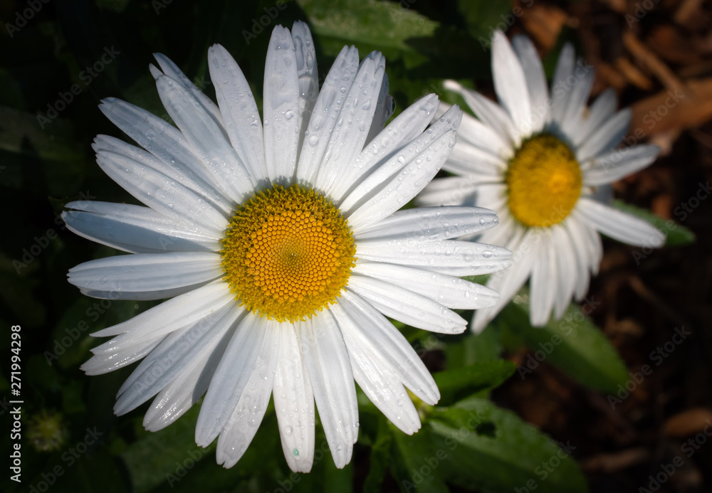 Fototapeta premium Macro of Two Daisy Flowers Wet After Summer Rains