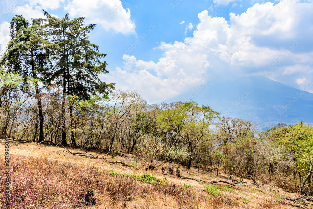 Dry vegetation on hillside at end of dry season & Agua volcano behind (Volcán de Agua) outside Antigua, Guatemala, Central America