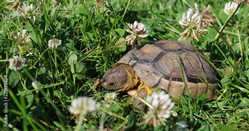 marginated tortoise (Testudo marginata) eats clover photo