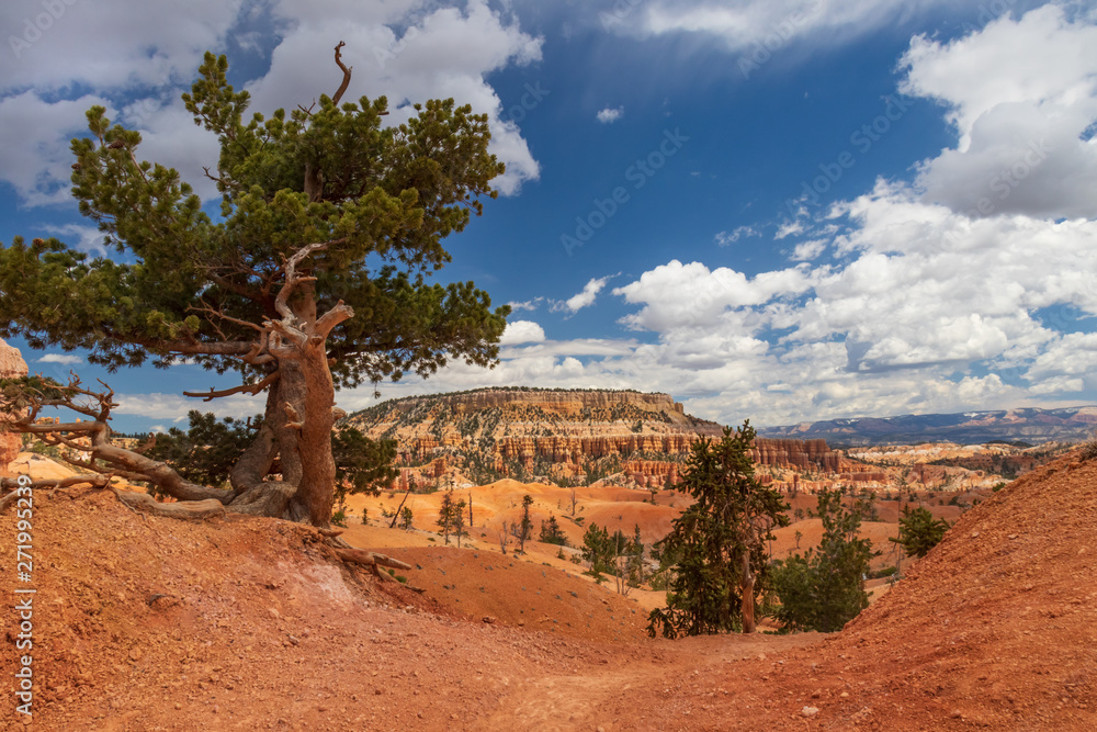 Bristlecone pine next to hiking trail at Bryce Canyon National Park, Utah, USA