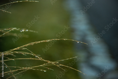Closeup dew drops on grass background in winter season.