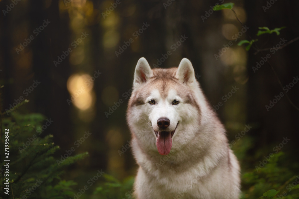 Gorgeous and happy Siberian Husky dog sitting in the forest at golden sunset in spring Gorgeous and happy Siberian Husky dog sitting in the forest at golden sunset in spring
