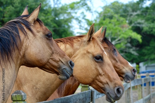 Three Gorgeous Horse Heads at Fence