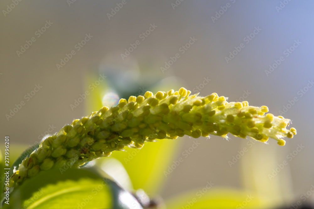 Naklejka premium Blüte der Bruch-Weide, Salix fragilis
