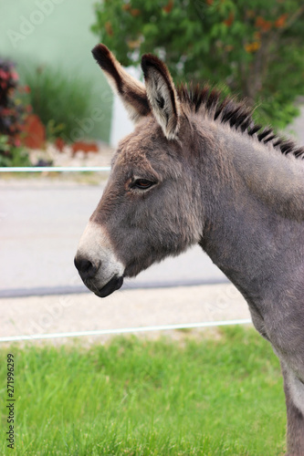 side view of a donkey © schapinskaja