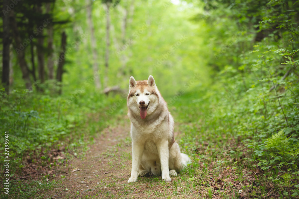 Portrait of lovely and beautiful dog breed siberian husky sitting in the bright green forest.