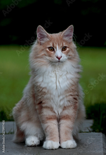 Sweet norwegian forest cat kitten sitting in garden viewing his own district