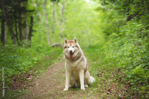 Portrait of lovely and beautiful dog breed siberian husky sitting in the bright green forest.