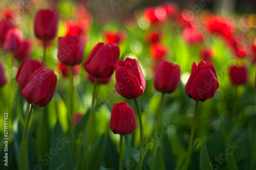 Beautiful tulips flowers blooming in a garden. Colorful tulips are flowering in garden in sunny bright day. Bulbous spring-flowering plant  close up.