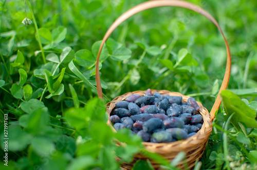 basket with berries in the grass