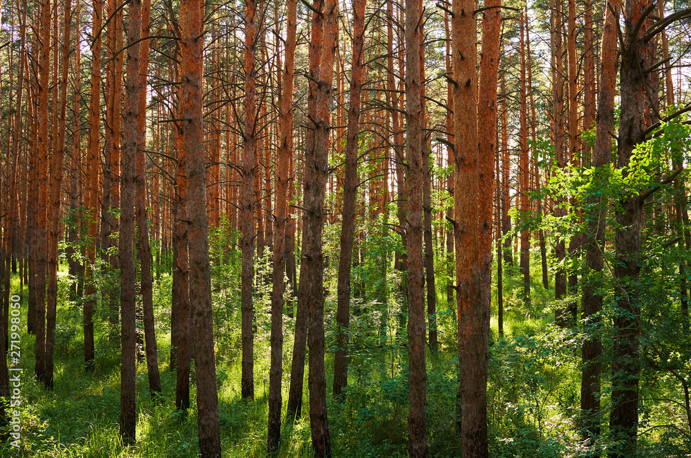 Many coniferous trees in the forest. National park. Many coniferous trees in the forest. National park.